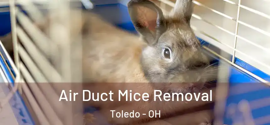Air Duct Mice Removal Toledo - OH