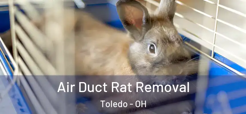 Air Duct Rat Removal Toledo - OH